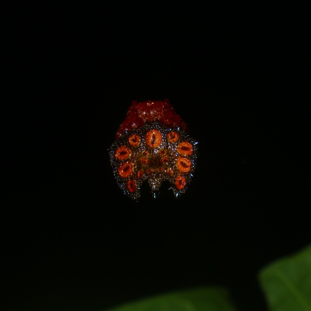 Xylethrus superbus