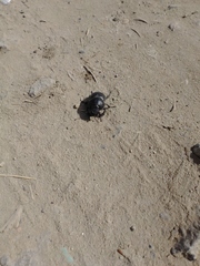 Lethrus apterus