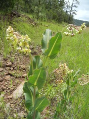 Asclepias elata