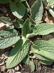 Symphytum caucasicum