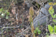 Anacamptis pyramidalis