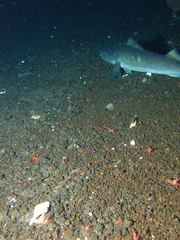 Black Cod photo 2