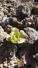 Aeonium urbicum