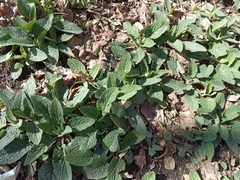 Symphytum caucasicum