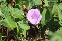 Ipomoea crinicalyx