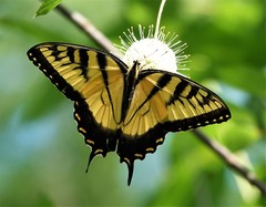Papilio glaucus image
