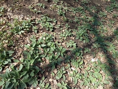 Symphytum caucasicum