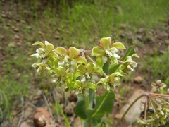 Asclepias elata