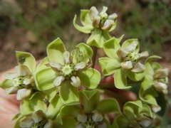Asclepias elata