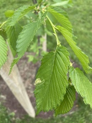 Ulmus americana