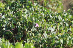 Ipomoea crinicalyx