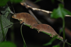 Rhampholeon platyceps