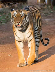Panthera tigris tigris