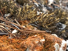 Selaginella sanguinolenta
