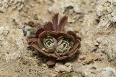 Rosularia serrata