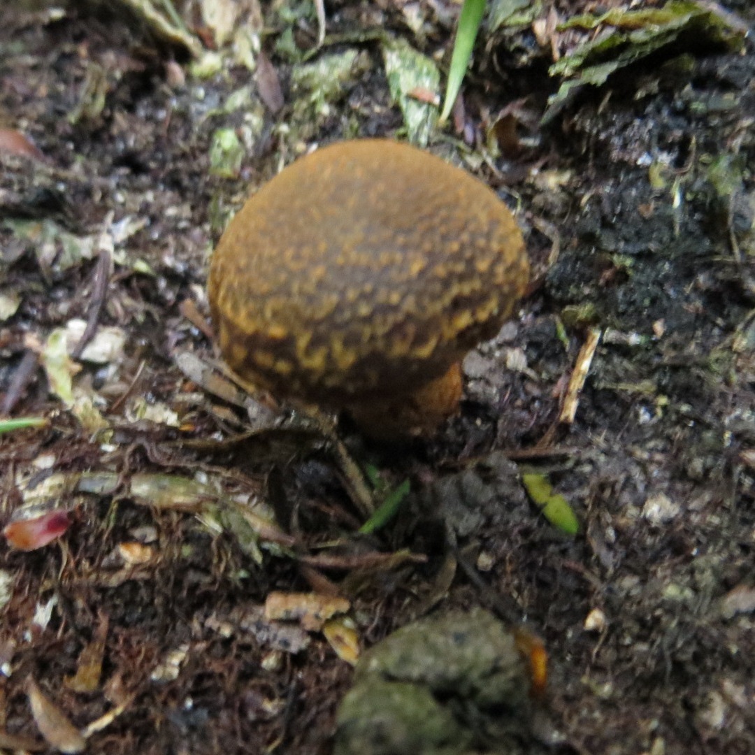 Descolea gunnii image