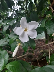 Tabernaemontana litoralis