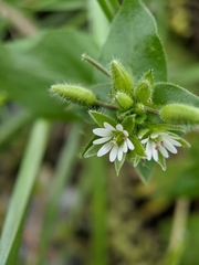 Stellaria media