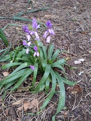 Hyacinthoides × massartiana