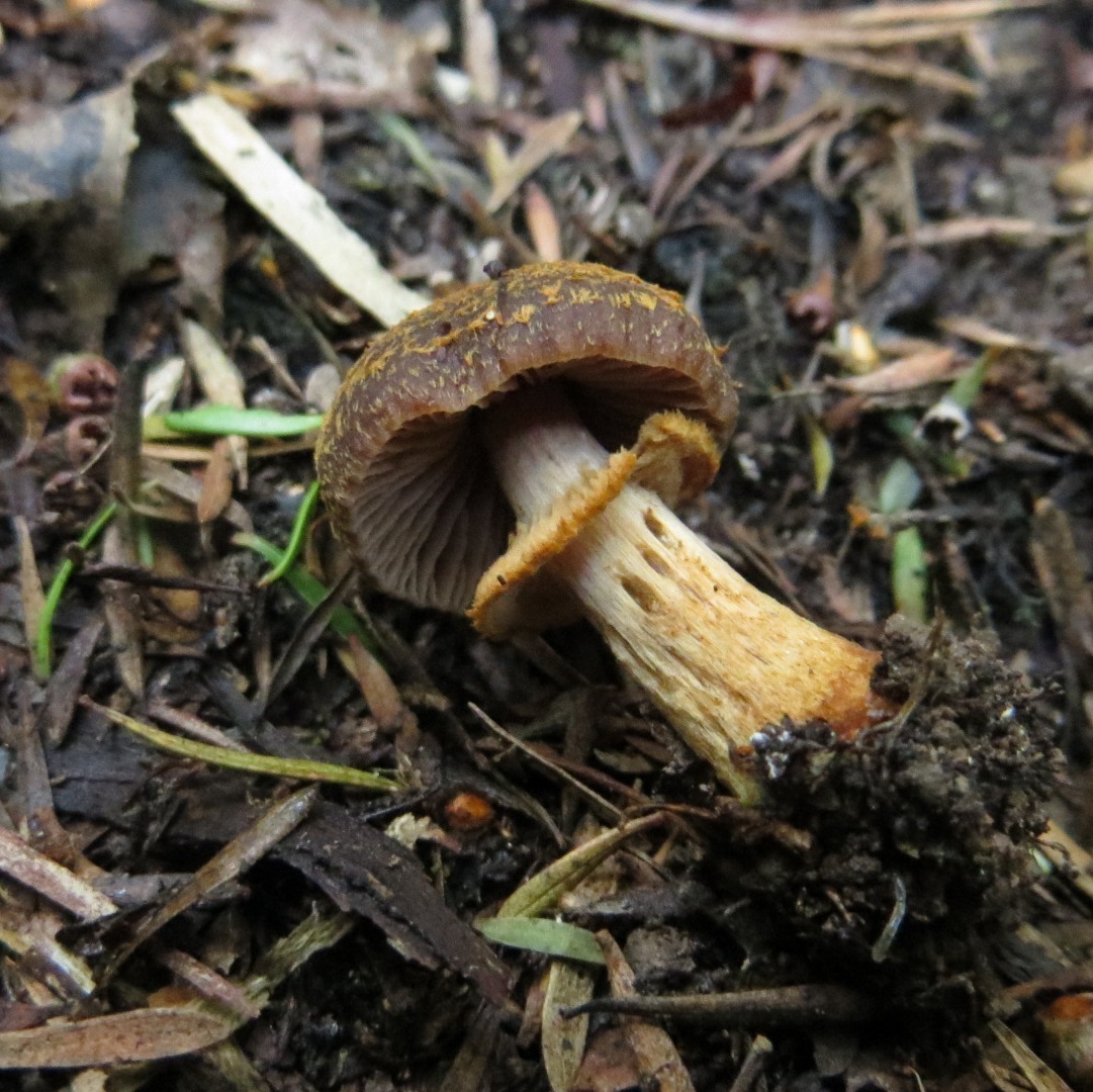 Descolea gunnii image