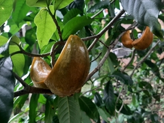 Tabernaemontana litoralis