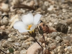 Linanthus bellus