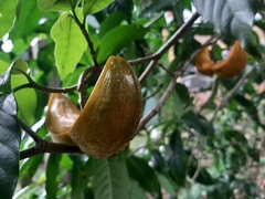 Tabernaemontana litoralis