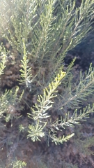 Dicerothamnus