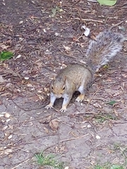 Sciurus carolinensis