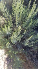 Dicerothamnus