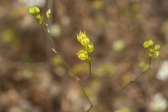Bupleurum gracile