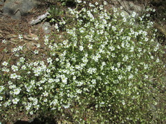 Arenarieae