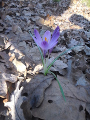 Crocus heuffelianus
