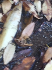 Apis mellifera