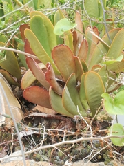 Adromischus maximus