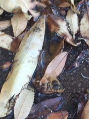 Apis mellifera