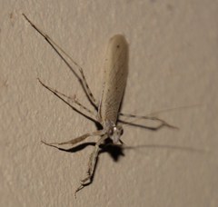 Ligariella