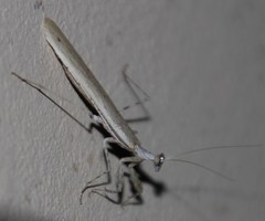Ligariella