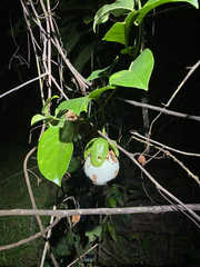 Passiflora nitida