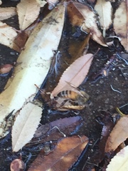 Apis mellifera