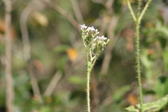 Cnidoscolus angustidens