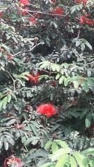 Calliandra tweediei