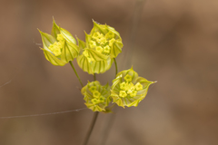 Bupleurum gracile