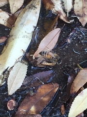 Apis mellifera