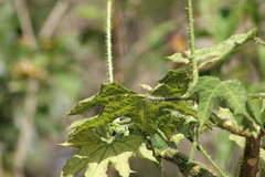 Cnidoscolus angustidens