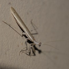 Ligariella