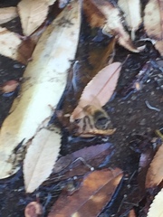 Apis mellifera