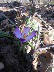 Crocus heuffelianus