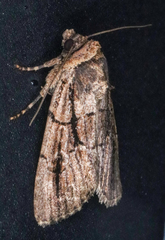 Sympistis infixa