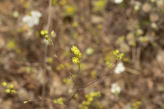 Bupleurum gracile